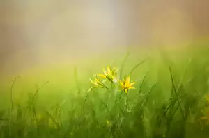 Jednoduché Recepty S Mozzarellou